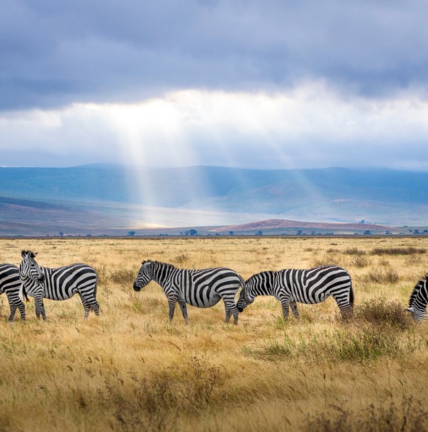 The Great Migration Maasai Mara